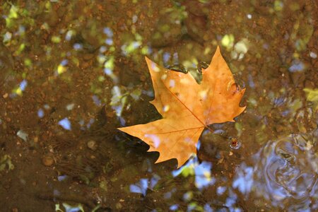Autumn ocher leaf floating