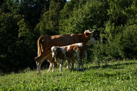 Cattle nature milk
