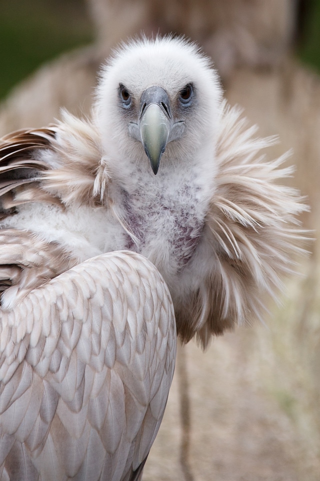 Feather feathers scavenger
