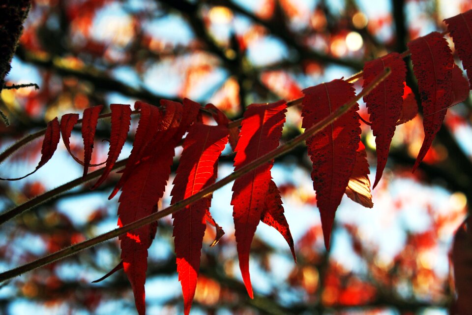 Branches red autumn