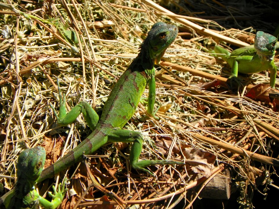 Reptile green animal