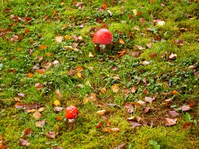 Mushrooms fly agaric meadow