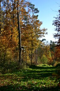 Trees autumn forest landscape