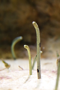 Environment marine ocean