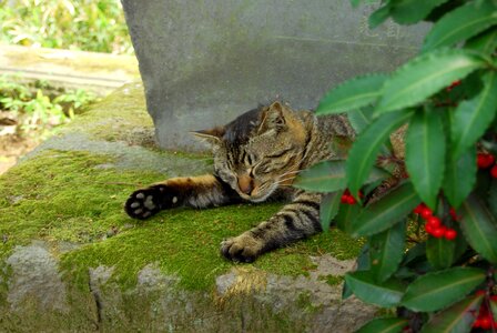 Sleep kawagoe garden photo