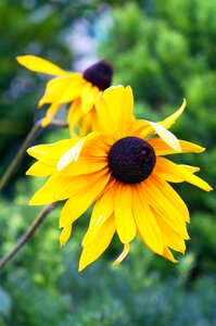 Flowers yellow summer