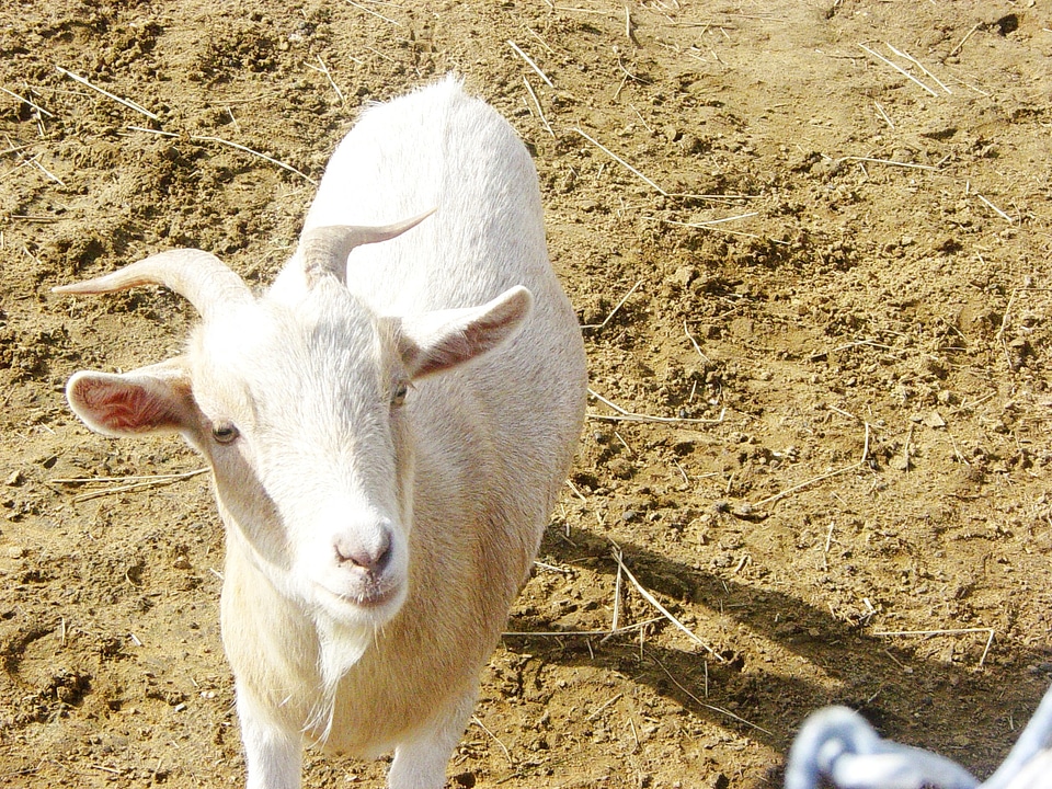 Mammal domestic farm animals