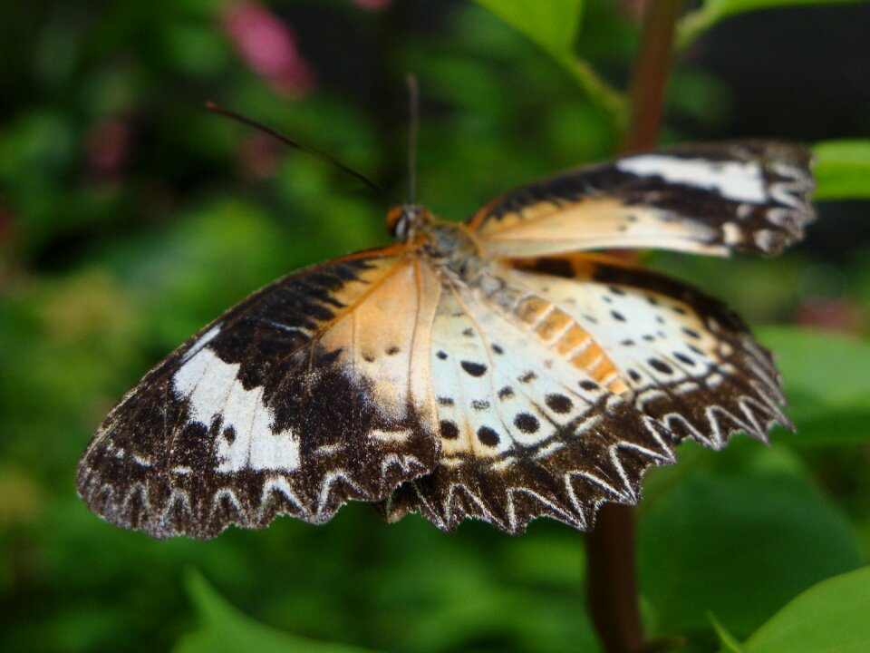 Insect animals wing