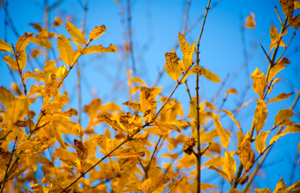 Yellow blue sky autumn
