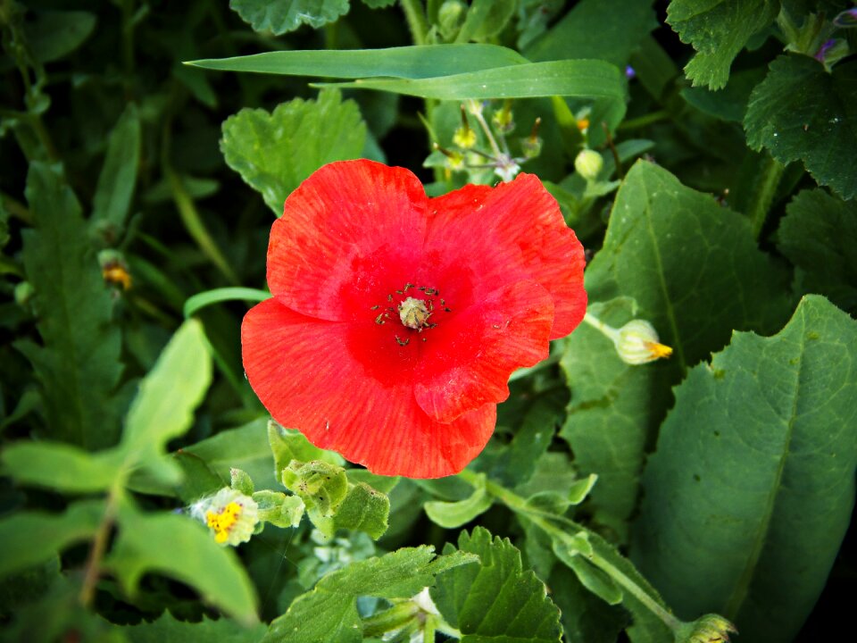 Field spring macro