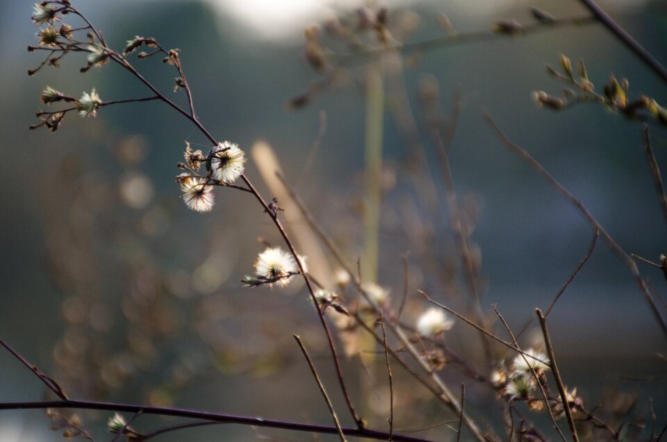 Plum blossom plant white flower