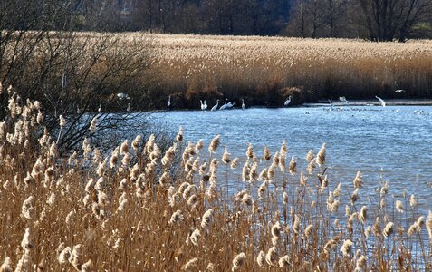 Birds water reed