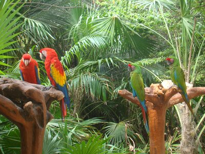 Feathers parrot bird