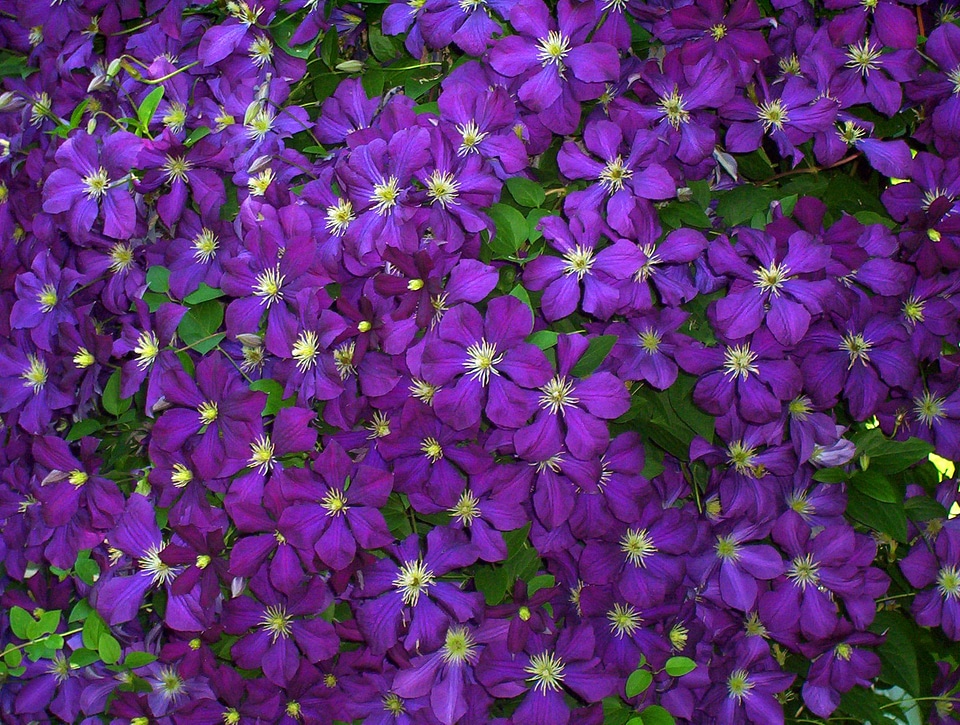 Purple blue green leaves