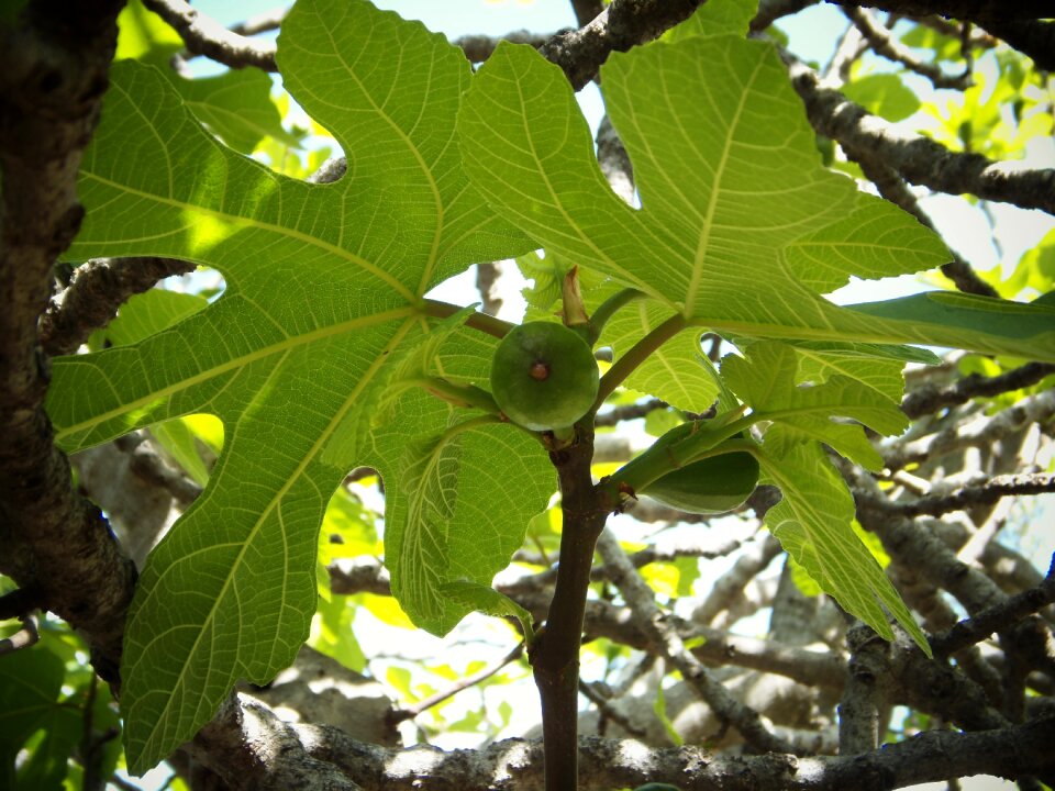 Figs field mediterranean