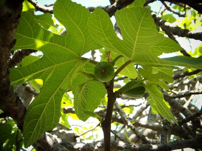Figs field mediterranean