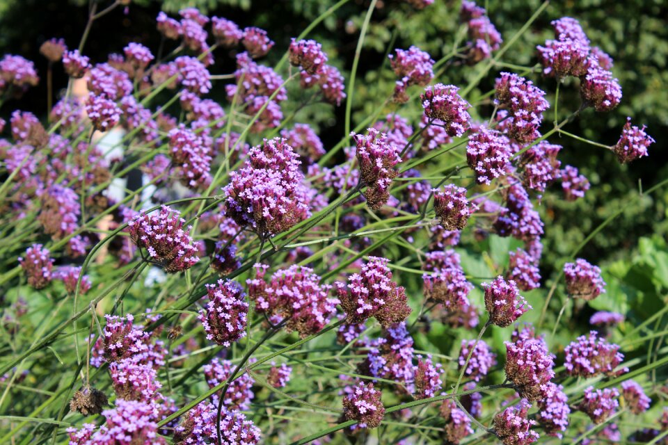 Verbena flower purple