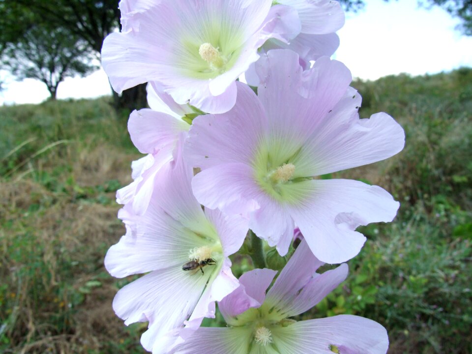Malvaceae summer blossom
