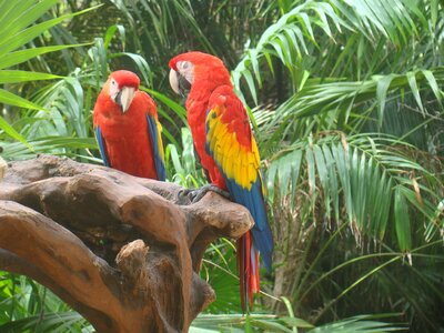 Parrot bird color