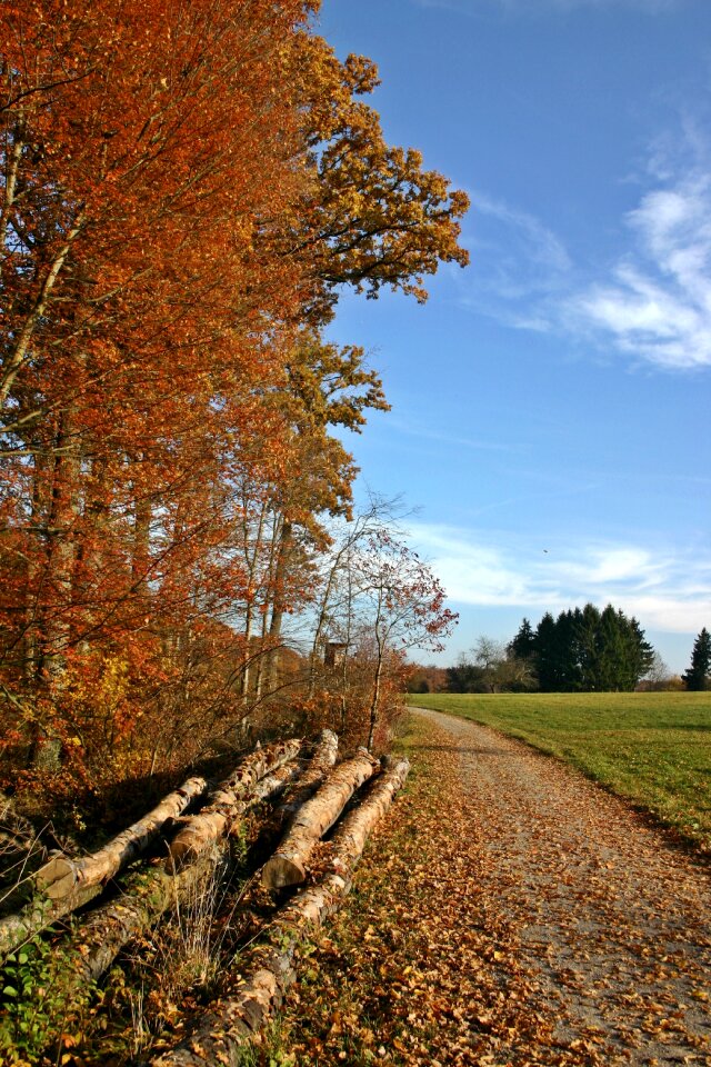 Trees autumn forest landscape