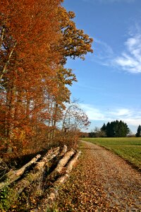 Trees autumn forest landscape photo
