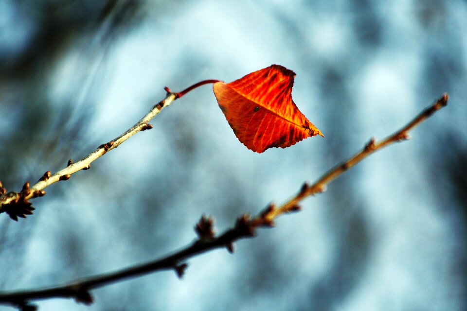 Blue branch autumn