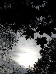 Black white heaven