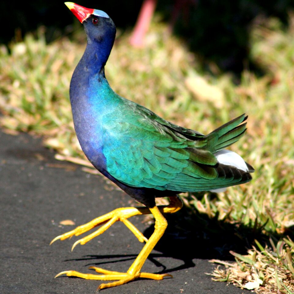 Dancing green blue