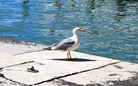 Water paws beak