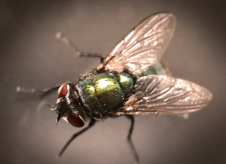 Compound eyes close up macro