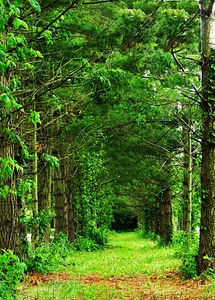 Green nature path
