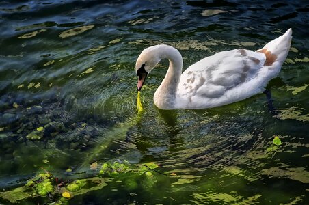 Water lake nature