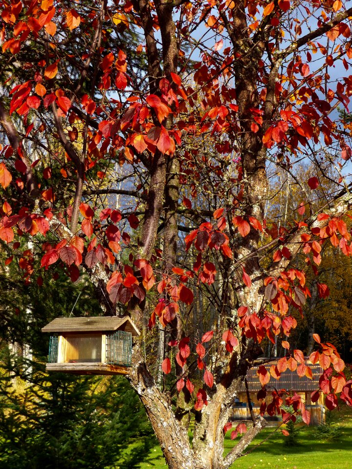 Leaves tree garden