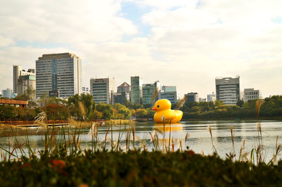 Duck landscape nature