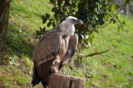 Bird predator