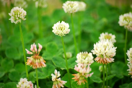 Clover natural flowers
