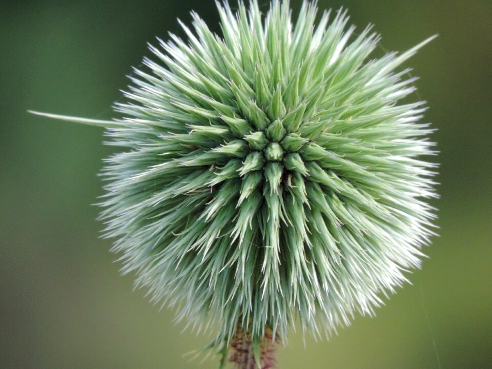 Spiked natural nature