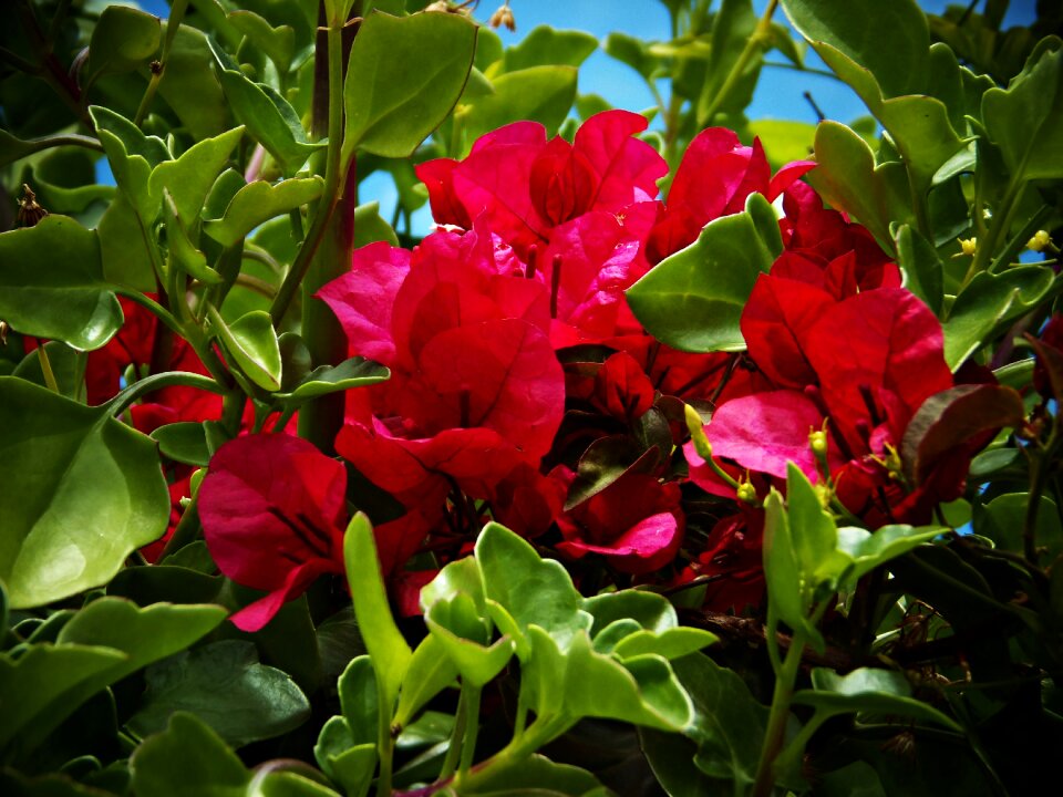 Colorful green and red beauty