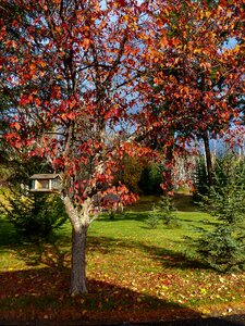 Leaves tree garden