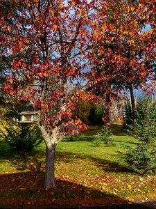 Leaves tree garden photo