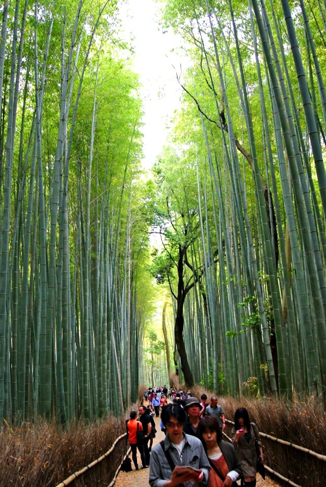 Kyoto arashiyama bamboo