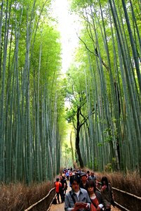 Kyoto arashiyama bamboo photo