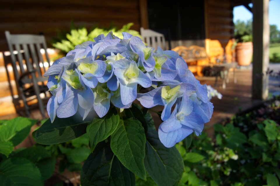 Hydrangea summer floral