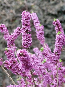 Kellerhals daphne plant