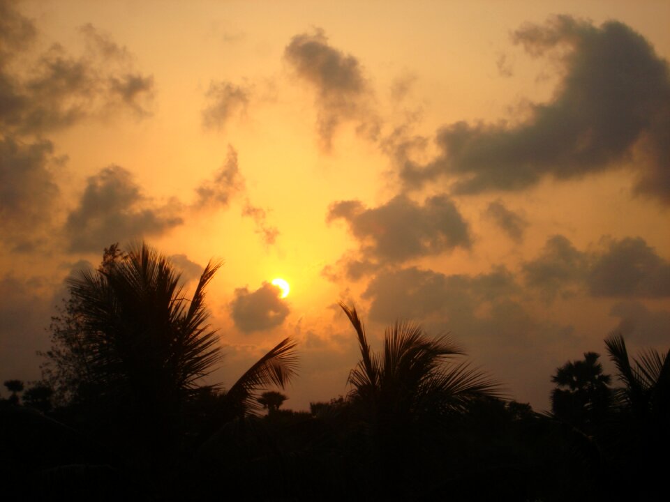 Sunset coconut tree