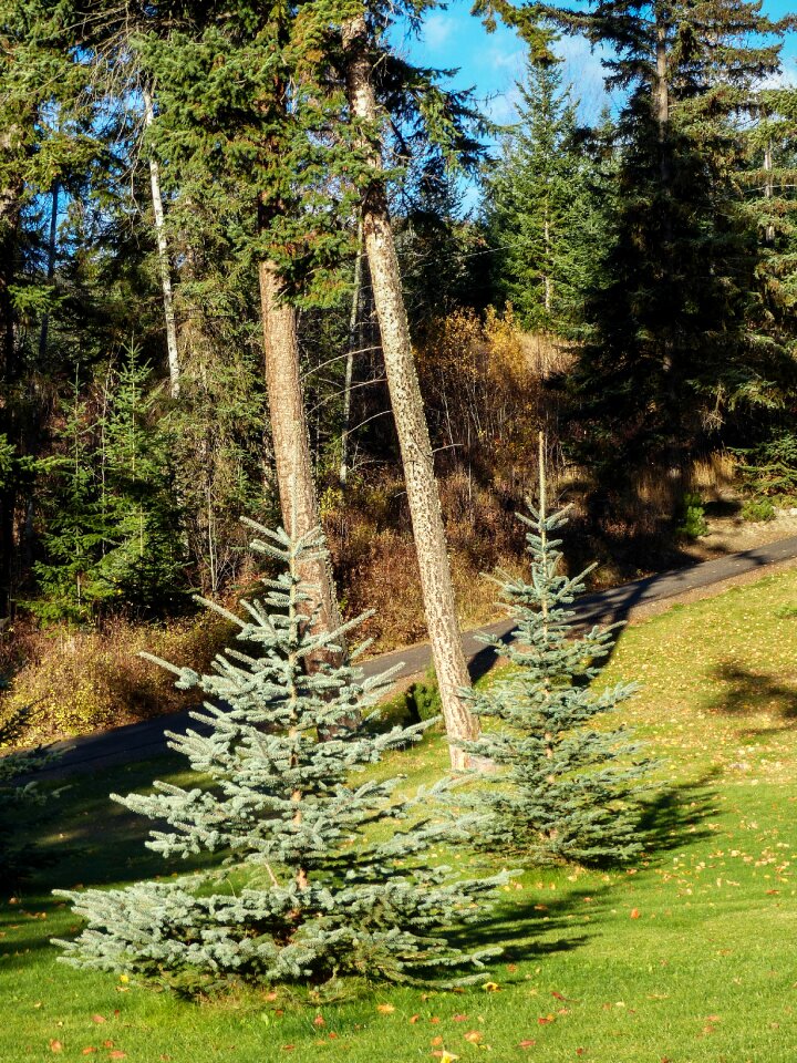 Nature spruce landscape