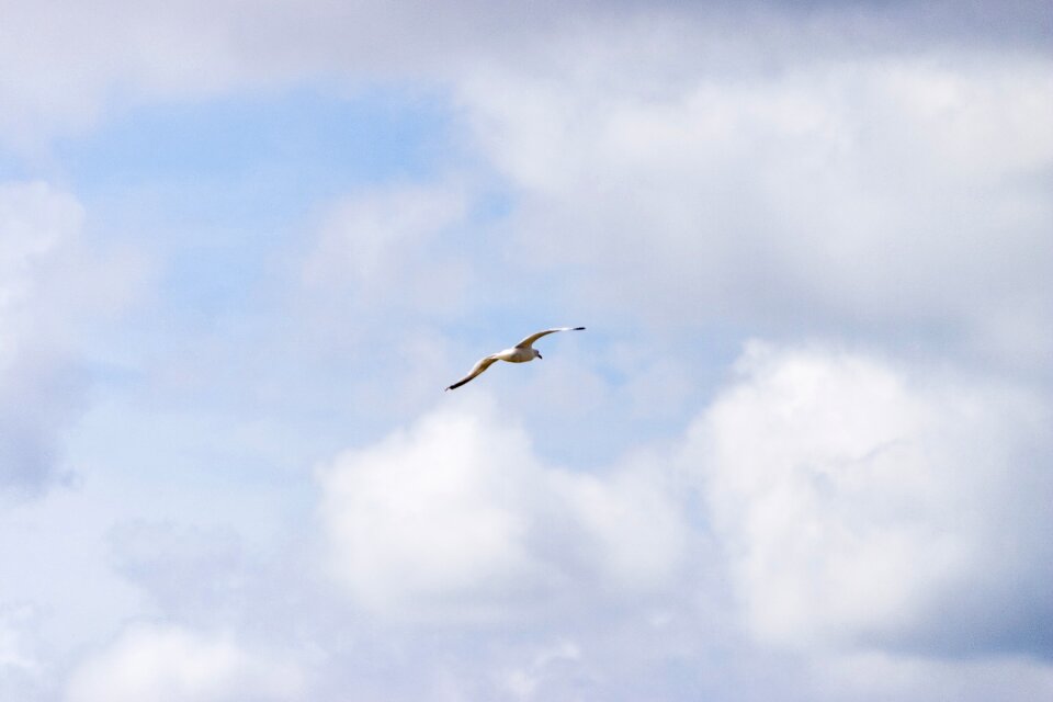 Seagull flying animal