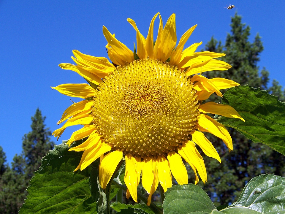Bee blue sky