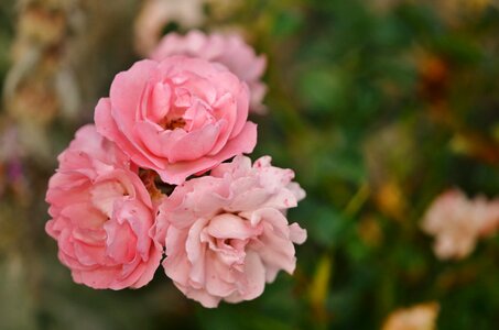 Flower bloom leaf photo