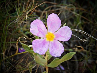 Mediterranean mountain rosa photo